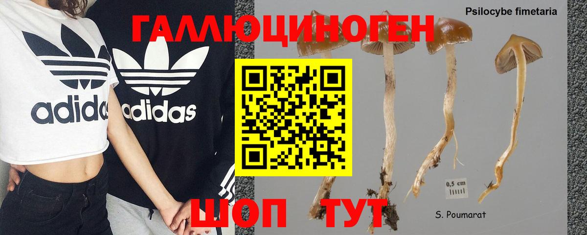 Псилоцибиновые грибы GOLDEN TEACHER Тверь